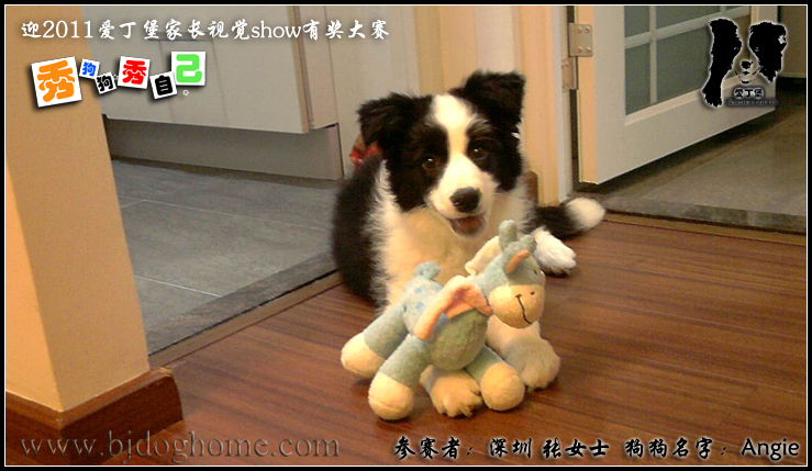 http://www.bjdoghome.com/Upload/cc201102222044474331.jpg