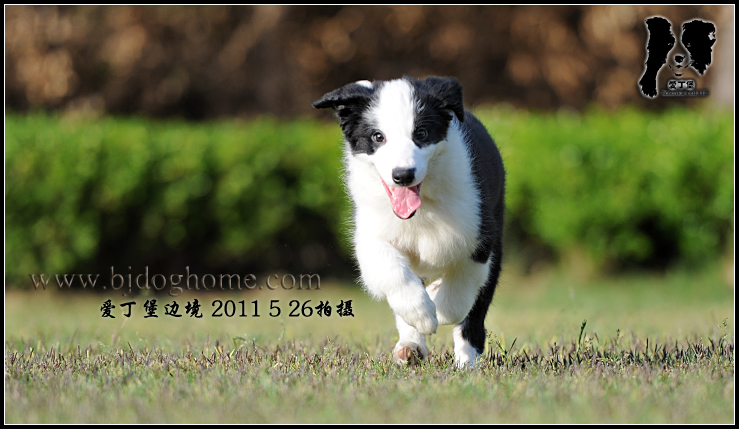 http://www.bjdoghome.com/Upload/cc201105271514177296.jpg