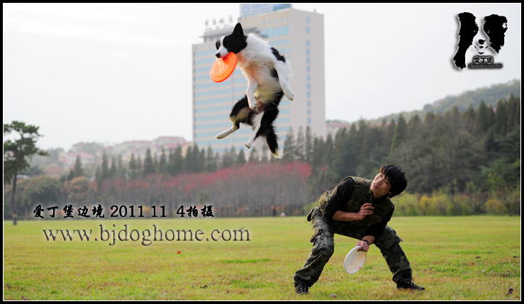 http://www.bjdoghome.com/Upload/cc201111101710144098.jpg