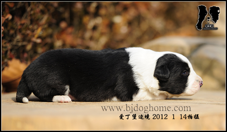 http://www.bjdoghome.com/Upload/cc201201142102284758.jpg