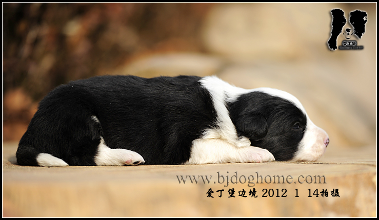 http://www.bjdoghome.com/Upload/cc201201150943512905.jpg