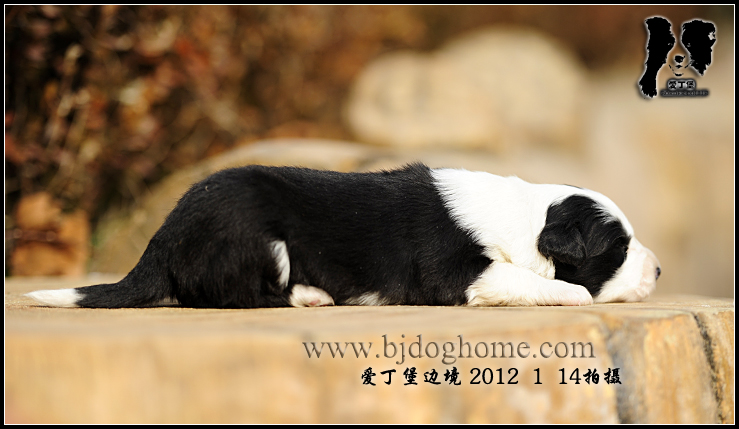 http://www.bjdoghome.com/Upload/cc201201150946474452.jpg