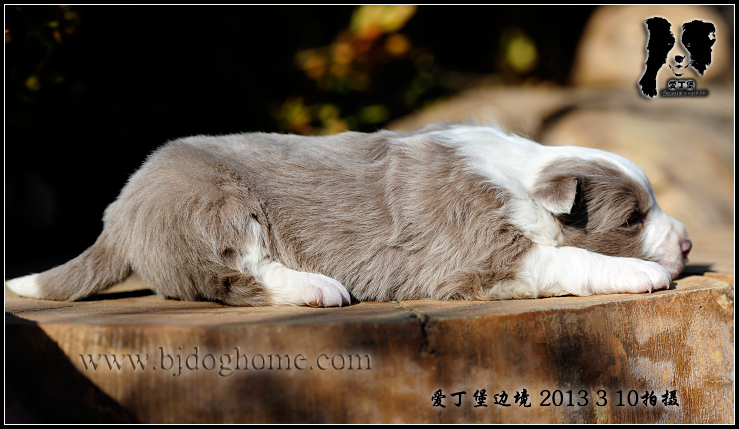 边境牧羊犬-爱丁堡凯瑞的新宝宝MMDD全有三色哦!