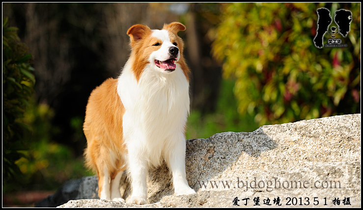 爱丁堡边境牧羊犬繁育基地-边境牧羊犬价格-边境牧羊犬犬舍-边牧幼犬