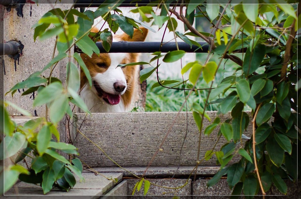 ͼƬ