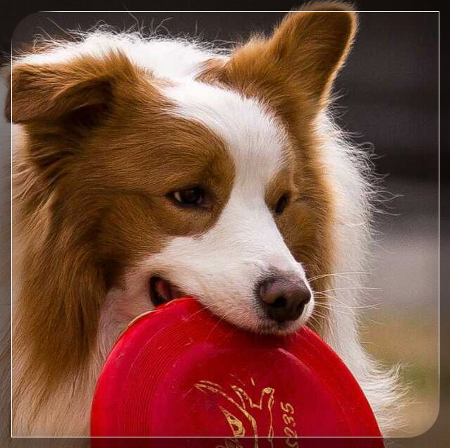ͼƬ