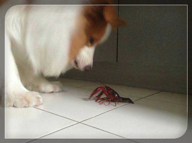ͼƬ