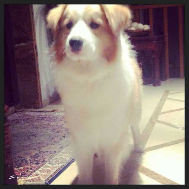 ͼƬ