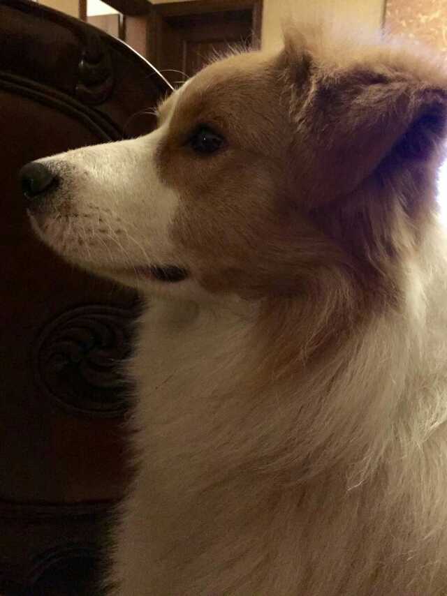 ͼƬ