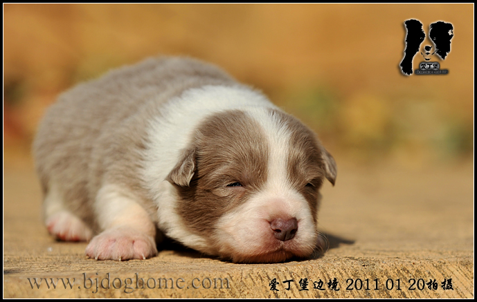 http://www.bjdoghome.com/uppics/201112118375464642.jpg