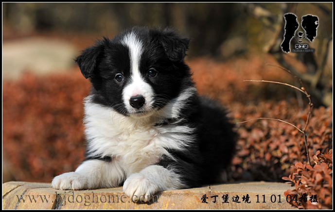 http://www.bjdoghome.com/uppics/20111513235667072.jpg