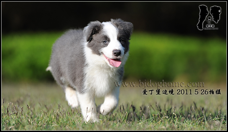还是蓝白色小边,公c 倍精神的家伙,古灵精怪.