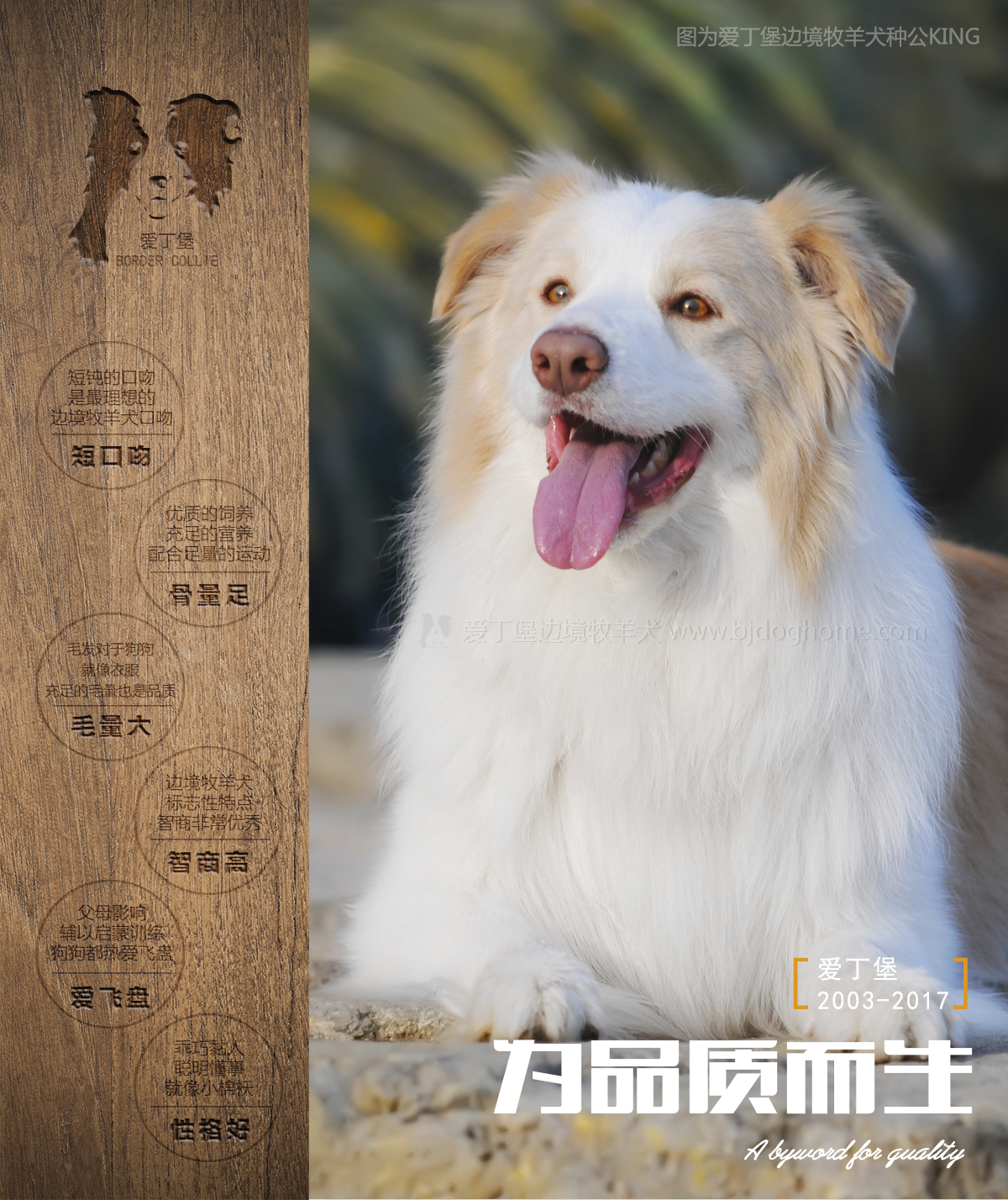 边境牧羊犬百科 如何挑选边境牧羊犬 边牧挑选注意事项