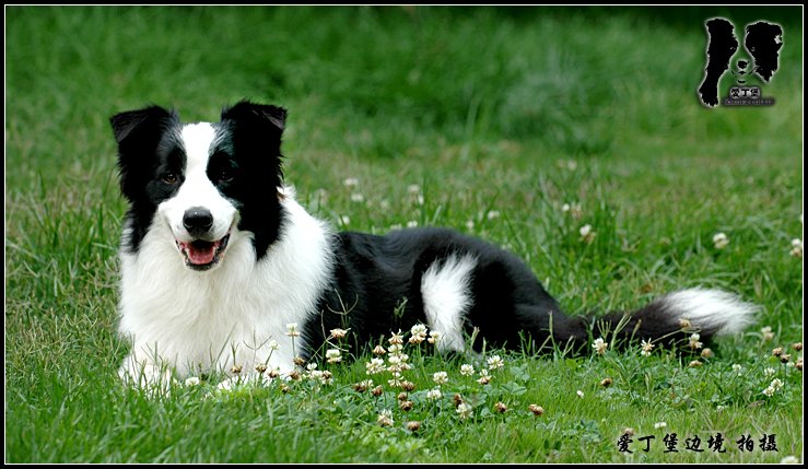 边境牧羊犬