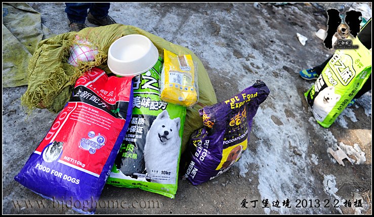 边境牧羊犬