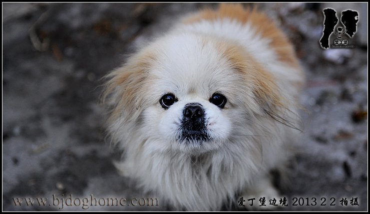 边境牧羊犬