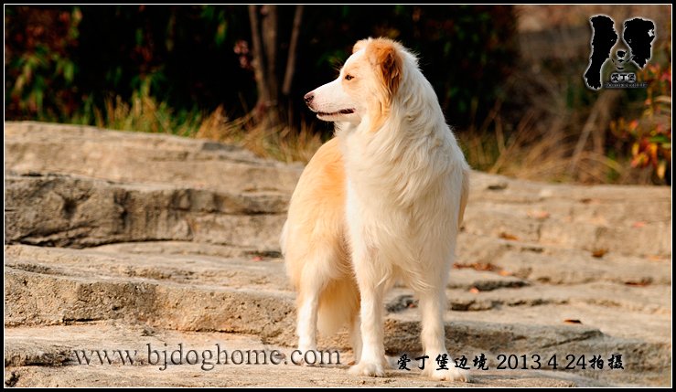 爱丁堡边境牧羊犬