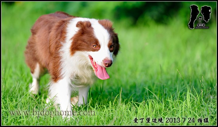 边境牧羊犬